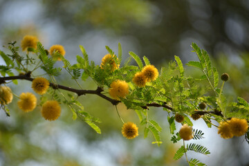 Leaves, flowers, buds and pods of the growing Vachellia farnesiana, known as acacia or sponge acacia grown in an organically