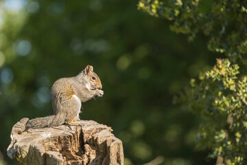  Grey squirrel, Sciurus carolinensis, spring in Derbyshire