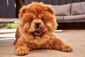 Chow chow dog