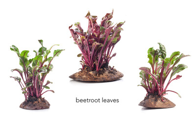 Bright and healthy beetroot microgreens close-up on a white background