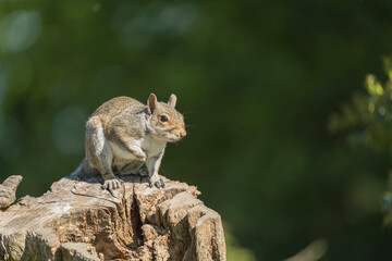  Grey squirrel, Sciurus carolinensis, spring in Derbyshire