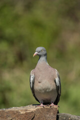 Wood pigeon,  Columba palumbus, feeding at the edge of a Derbyshire woodland