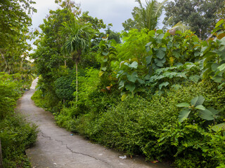 A small path surrounded by lush green vegetation