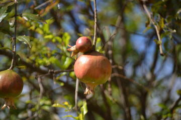 Obraz premium Fruits, leaves and flowers of the growing pomegranate tree (Punica granatum) grown in an organically grown agroforestry system in the city of Rio de Janeiro, Brazil.