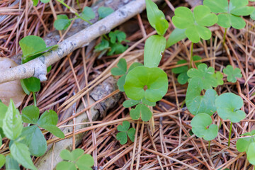林床に広がるカタバミの若葉