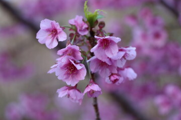 Fototapeta premium Japanese Cherry Blossom
