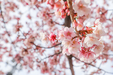 pink cherry blossom