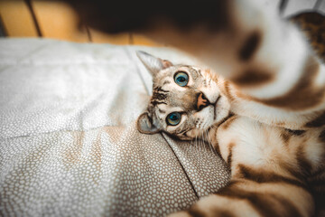 Happy cat taking selfie with smart mobile phone device lying on bed