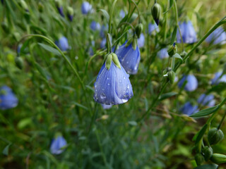 Gentle Blue Flax Flowers After Rain