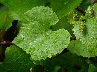 Wet Grape Leaves and Young Grape Clusters