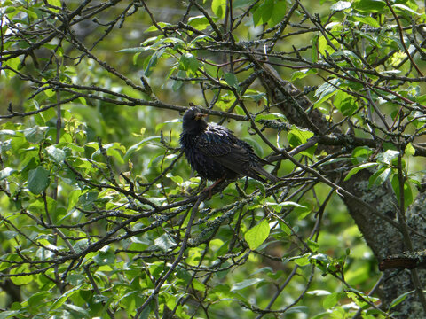 Starling Perched in a Tree