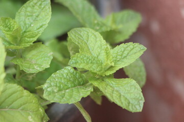 Mint Plant Close Up