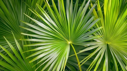 Obraz premium Green palm leaves. Tropical plant background. Close-up of exotic leaves. Nature design. 