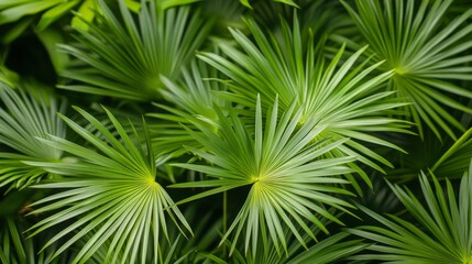 Green palm leaves. Tropical plant background. Close-up of exotic leaves. Nature design.

