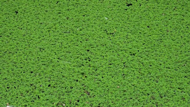 fresh Mosquito fern  in pond 