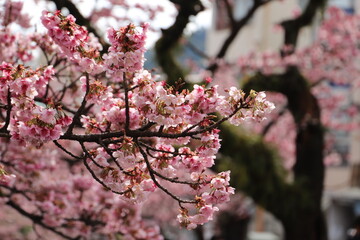 pink cherry blossom