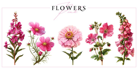 Pink summer flowers isolated on a white background. Vintage painting style illustration.