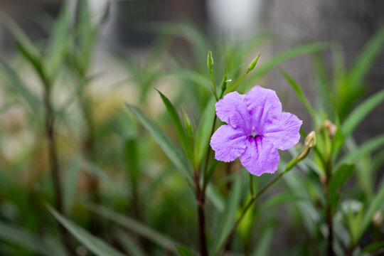May 18, 2025, Jakarta, Indonesia, Reulia flowers blooming in the garden