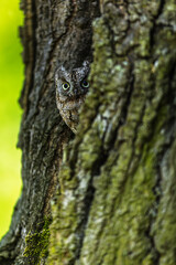 Obraz premium The Eurasian scops owl (Otus scops) the European scops owl hilariously invisibly peeking out of the tree