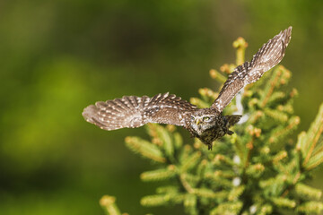 cute little owl (Athene noctua) flying over the grassland