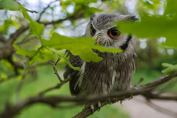 The northern white-faced owl (Ptilopsis leucotis) close-up portrait with wide lens