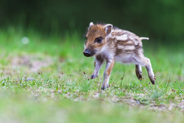 little wild boar (Sus scrofa) is sprinting away