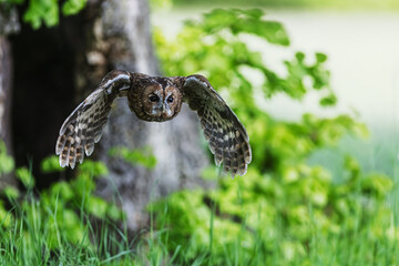 old tawny owl (Strix aluco) flew out of the tree