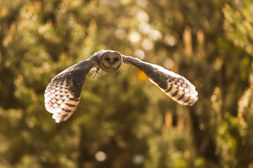female barn owl (Tyto alba) Flying in the opposite light