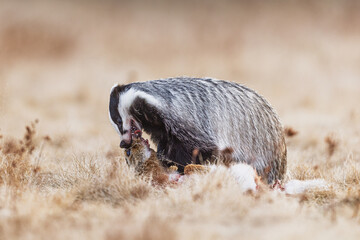 European badger (Meles meles) is eating a dead hare © michal