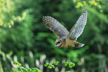 female barn owl (Tyto alba) flies by the green forest