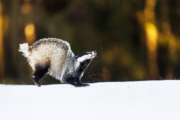 European badger (Meles meles) frolicking in the snow © michal