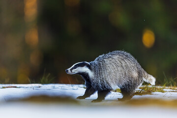 European badger (Meles meles) on old remnants of snow