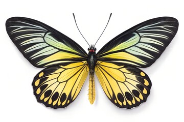 Obraz premium Queen Alexandra's birdwing isolated on white background