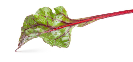 Bright and healthy beetroot leaf close-up isolated on a white background. full depth of field