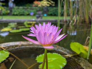 pink lotus flower