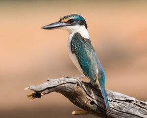 The image shows a beautiful bird perched on a dry, weathered tree branch. The bird appears to be a Forest Kingfisher (Todiramphus macleayii), identifiable by its striking blue-green back, wings, and t