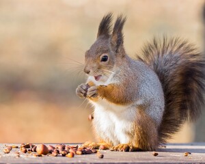 red squirrel on a branch