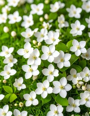 The background is white flowers