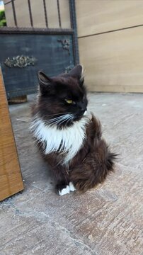 A stray cat on the street with one missing, damaged eye.