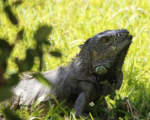 endangered tropical climate animal