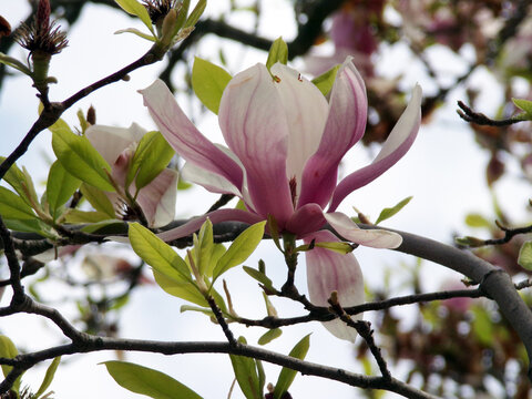 Blooming magnolia flowers on branch