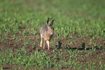 One and a pair of European hare (Lepus europaeus) are photographed close-up sitting on green grass