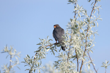 An adult male red-footed falcon (Falco vespertinus) in breeding plumage perched on top of a silver elk against a blue sky