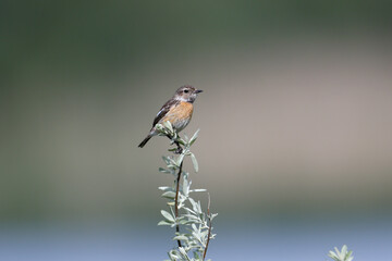 A female European stonechat (Saxicola rubicola) photographed in its natural habitat perched on a thin branch against a blurred green background