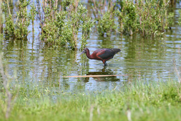 Single and group glossy ibis (Plegadis falcinellus) in breeding plumage filmed close-up on the lake shore on green grass