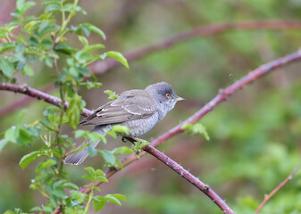 Fototapeta premium An adult male barred warbler (Curruca nisoria) is photographed close-up in its natural habitat sitting on the branches of a bush and tree