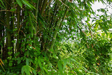 Dense green bamboo culms and leaves create a natural texture or background, highlighting nature or Asian themes.


