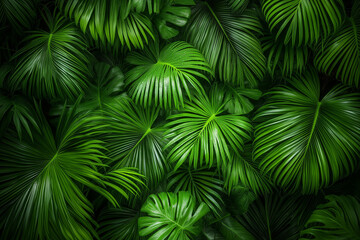close-up view of lush tropical leaves, highlighting their natural beauty and intricate details.