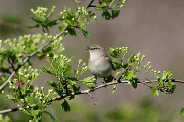 An adult common chiffchaff (Phylloscopus collybita) in breeding plumage sits on a green branch of hawthorn surrounded by leaves and inflorescences