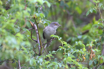An adult male barred warbler (Curruca nisoria) is photographed close-up in its natural habitat sitting on the branches of a bush and tree